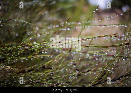 Closeup di grassy pianta gambi coperti con gocce d'acqua dopo la pioggia Foto Stock