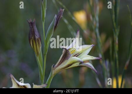 Gladiolus tristis (palude Afrikaner) i fiori hanno petali di crema con le medie linee di porplish e fiorisce a. notte Foto Stock