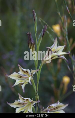 Gladiolus tristis (palude Afrikaner) i fiori hanno petali di crema con le medie linee di porplish e fiorisce a. notte Foto Stock