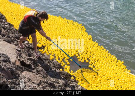 Un uomo con una rete raccoglie centinaia di anatre giocattolo che galleggiano sull'acqua dopo una corsa di anatre di gomma per carità. Porto di Tauranga, Nuova Zelanda Foto Stock