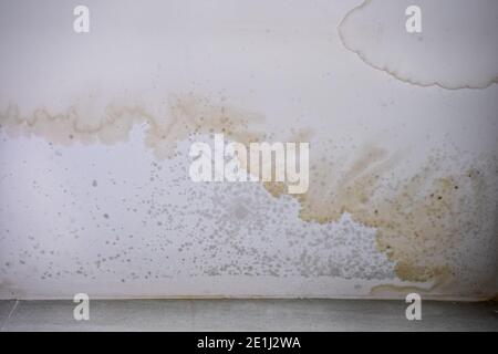 Macchia marrone di muffa interna e fungo sul soffitto. Effetti di inondazioni sul muro. Foto Stock