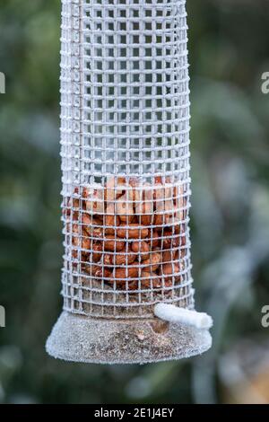 Importante per mantenere gli alimentatori degli uccelli ben riforniti in inverno come piccoli uccelli da giardino si affidano a questa fonte di cibo. Rose Cottage Garden. Foto Stock