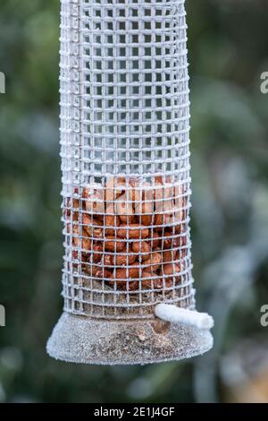 Importante per mantenere gli alimentatori degli uccelli ben riforniti in inverno come piccoli uccelli da giardino si affidano a questa fonte di cibo. Rose Cottage Garden. Foto Stock