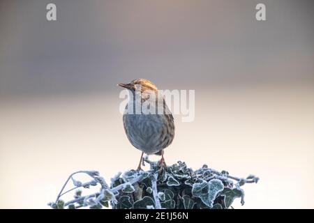 Dunnock - Prunella modularis - Rose Cottage Garden. Foto Stock