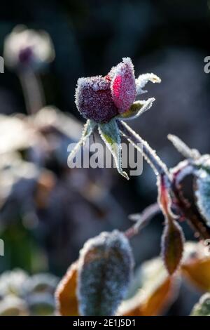 Gemme di rosa catturate nel gelo e surgelate solido. Le gemme si scricioleranno e moriranno senza fiorire dopo essere state gelate. Rose Cottage Garden. Foto Stock