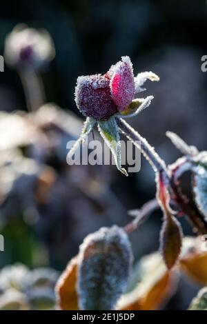 Gemme di rosa catturate nel gelo e surgelate solido. Le gemme si scricioleranno e moriranno senza fiorire dopo essere state gelate. Rose Cottage Garden. Foto Stock