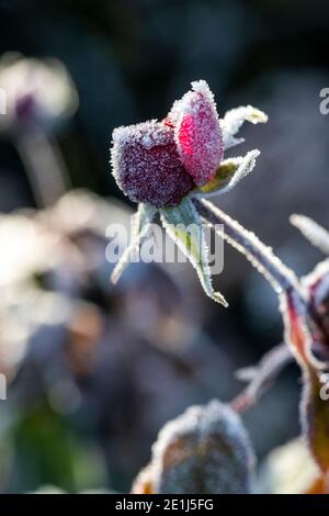 Gemme di rosa catturate nel gelo e surgelate solido. Le gemme si scricioleranno e moriranno senza fiorire dopo essere state gelate. Rose Cottage Garden. Foto Stock