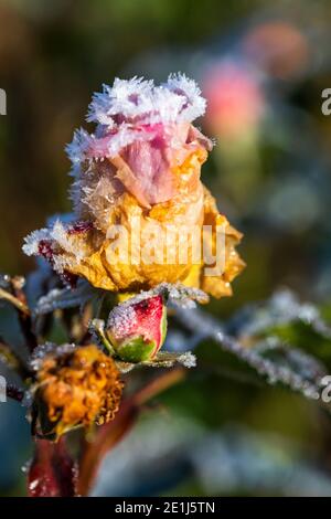 Gemme di rosa catturate nel gelo e surgelate solido. Le gemme si scricioleranno e moriranno senza fiorire dopo essere state gelate. Rose Cottage Garden. Foto Stock