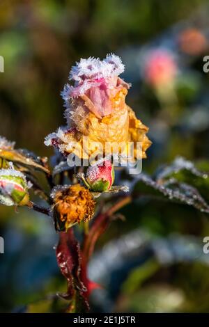 Gemme di rosa catturate nel gelo e surgelate solido. Le gemme si scricioleranno e moriranno senza fiorire dopo essere state gelate. Rose Cottage Garden. Foto Stock