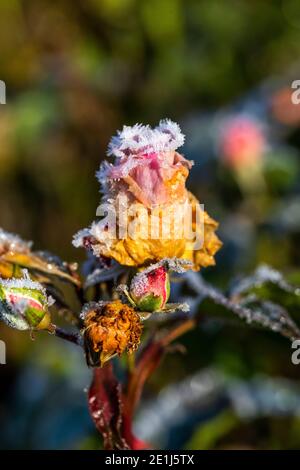 Gemme di rosa catturate nel gelo e surgelate solido. Le gemme si scricioleranno e moriranno senza fiorire dopo essere state gelate. Rose Cottage Garden. Foto Stock