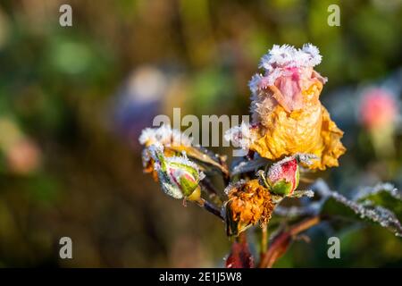 Gemme di rosa catturate nel gelo e surgelate solido. Le gemme si scricioleranno e moriranno senza fiorire dopo essere state gelate. Rose Cottage Garden. Foto Stock