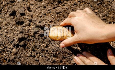 Mani contadine che mettono patate a terra e le coprono con terreno fertile. Concetto di coltivare e piantare vegetali organici. Foto Stock