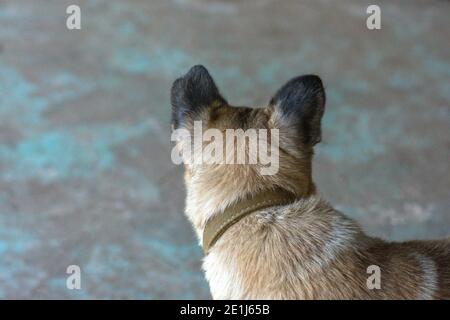 Cane senza casa nel ricovero del cane. Cane nel centro di adozione con la speranza di trovare una casa. Adottare un cane al riparo del cane. Foto Stock