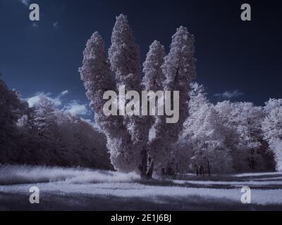 fotografia a infrarossi - ir foto di paesaggio con albero sotto cielo con le nuvole - l'arte del nostro mondo e. piante nello spettro della telecamera a infrarossi Foto Stock