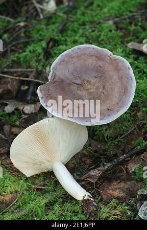 Lactarius trivialis, conosciuto come il capuzzo manto, delizioso fungo selvatico commestibile della Finlandia Foto Stock