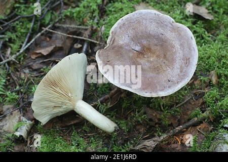 Lactarius trivialis, conosciuto come il capuzzo manto, delizioso fungo selvatico commestibile della Finlandia Foto Stock