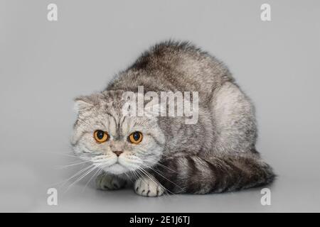 Grande gatto scozzese a pieghe grigio su sfondo grigio Foto Stock