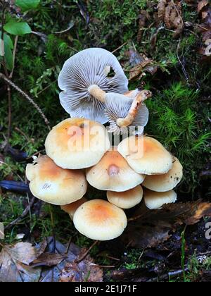 I cappnoidi di Hypholoma, noti come il Ciuffo di Conifer, funghi commestibili provenienti dalla Finlandia Foto Stock
