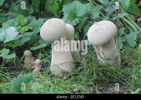 Handkea excipuliformis, noto come il pestello puffball o a gambo lungo, puffball, funghi selvatici dalla Finlandia Foto Stock