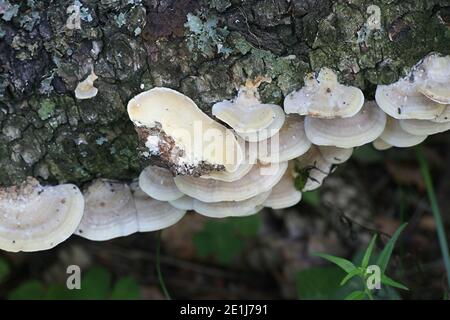 Trametes ochracea, noto come staffa di ocra fungo, funghi dalla Finlandia Foto Stock