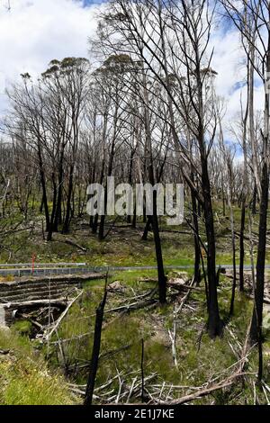 Alberi bruciati sulla via alpina Foto Stock