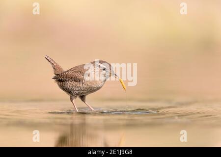 Bel ritratto di Wren all'alba (Troglodytes troglodytes) Foto Stock