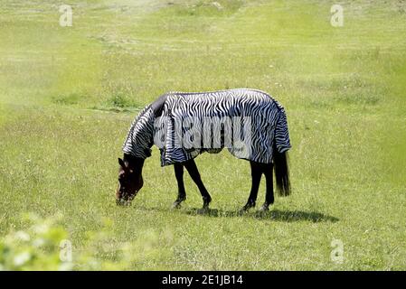 Cavallo al pascolo in un campo, Kent, Inghilterra Foto Stock