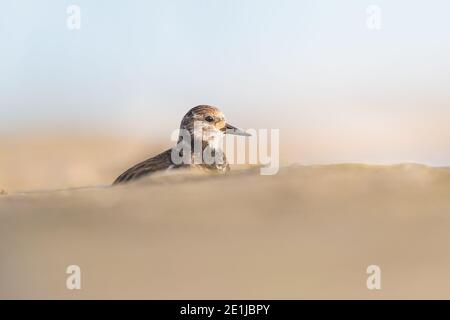 Alba di prima mattina che illumina la Turnstone seduto tra le pietre sulla parete del molo. Foto Stock