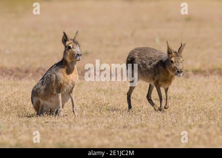 Patagonia cavi, Dolichotis patagonum, Penisola Valdes, Patrimonio dell'Umanità dell'UNESCO, Provincia di Chubut, Patagonia , Argentina. Foto Stock