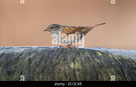 Ritratto di un giardino comune Dunnock seduta sul bordo di una pietra con uno sfondo sfocato. Foto Stock