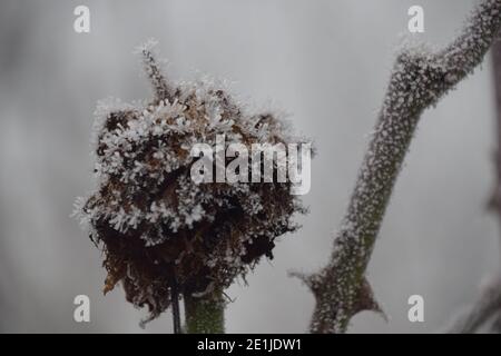 Gelata mattina fredda al lago con un profondo gelo di ruggito che riveste i boschi e la vegetazione circostanti. Foto Stock