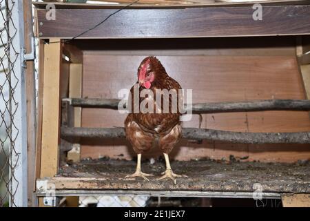 Una gallina domestica di posa per uovo sta in un fienile in una fattoria Foto Stock