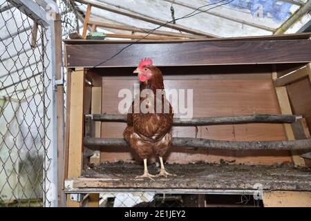 Una gallina domestica di posa per uovo sta in un fienile in una fattoria Foto Stock