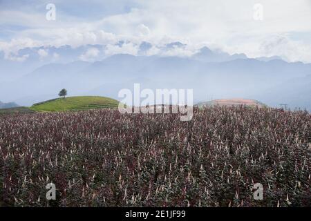 roselle field all'alba sopra la montagna Foto Stock