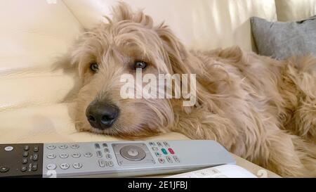 Magdeburgo, Germania. 31 dicembre 2020. Un Mini Goldendoodle è sdraiato su una sedia. I mini Goldendoodles sono una croce tra un Golden Retriever e un Poodle in miniatura. Credit: Stefano Nosini/dpa-Zentralbild/ZB/dpa/Alamy Live News Foto Stock