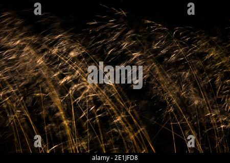 Grasses, Sidwood, Kielder Forest, Northumberland National Park, Regno Unito, Foto Stock