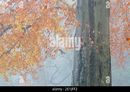 Foglie d'autunno, Bolam Lake Country Park, Northumberland, Regno Unito, Foto Stock