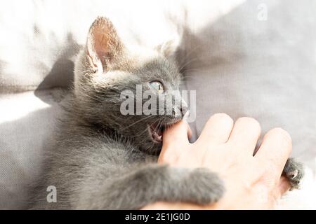 il gatto grigio aggressivo morde una persona. Foto Stock