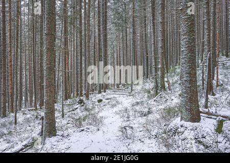 Foto di una foresta di montagna durante l'inverno innevato. Foto Stock