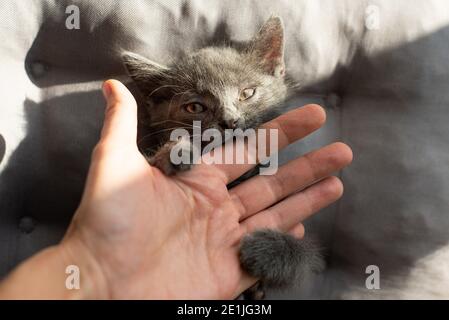 il gatto grigio aggressivo morde una persona. Foto Stock