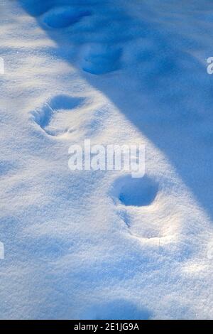 Orme nella neve Foto Stock