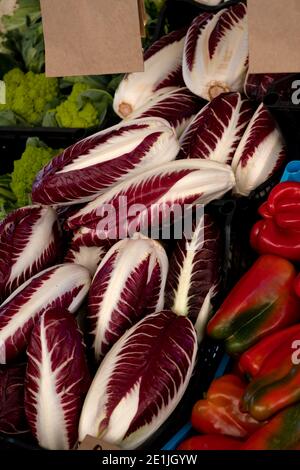 Il radicchio rosso di Treviso, comunemente noto come Treviso, ha foglie rosse allungate e variegate che hanno un sapore più delicato e meno amaro rispetto ai più fami Foto Stock