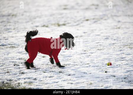 Un cane nero Sprockerpoo che indossa una giacca invernale rossa e. giocare con una palla colorata su un campo innevato Foto Stock