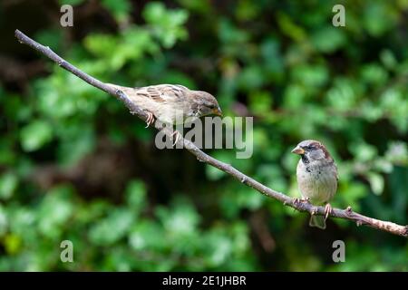 Un paio di passeri di casa maschile e femminile Passer domesticus guardandosi mentre perching sul ramo di un albero di mela vicino ad un cespuglio del biancospino Foto Stock