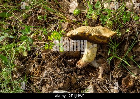 Il bolete piangente, o il bolete granulato (Suillus granulatus) Foto Stock