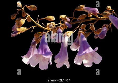 Fiori di Paulownia tomentosa albero. Isolato su sfondo nero Foto Stock