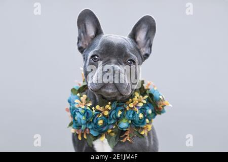 Giovane cane Bulldog francese rivestito di blu con colletto in fiore parte anteriore di sfondo grigio Foto Stock