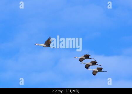 Sandhill gru in volo vicino al fiume Platte nel Nebraska. Foto Stock