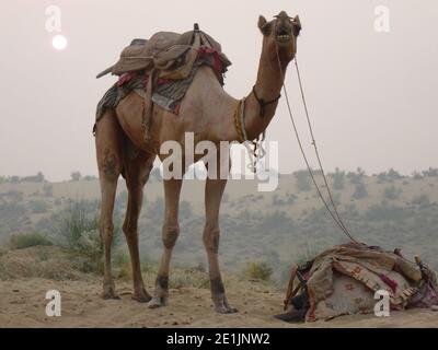 Cammello nel deserto vicino Jaisalmer, Rajasthan Foto Stock