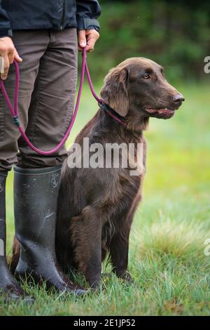 Fegato Flat rivestito Retriever sta aspettando pazientemente ai piedi del suo gestore durante una giornata di caccia, Gundogs può contrassegnare il punto in cui un uccello morto cade Foto Stock